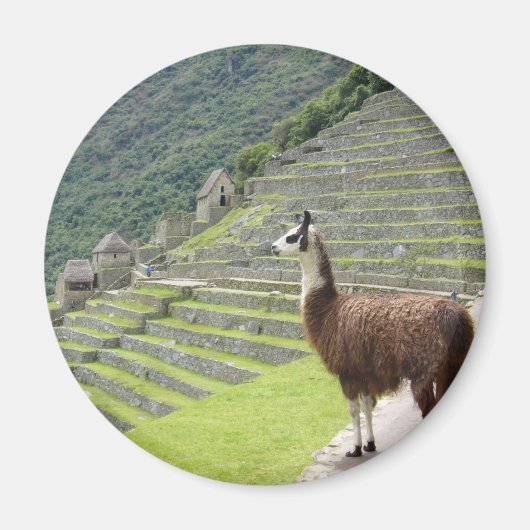 Lama sieht aus magnet (Vorne)