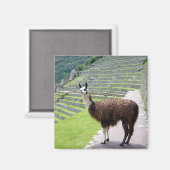 Lama sieht aus magnet (Vorderseite/Rückseite)