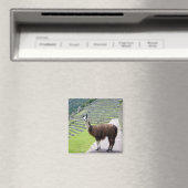 Lama sieht aus magnet (In Situ (Geschirrspüler))