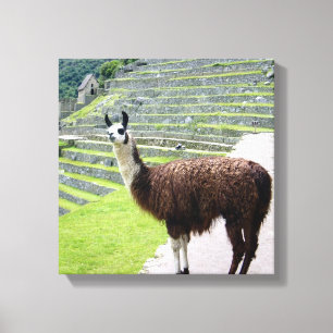 Lama sieht Leinwand aus