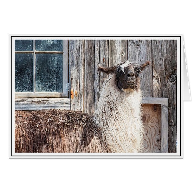 Lama vor einer Scheune (Vorderseite (Horizontal))