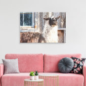 Lama vor einer Scheune Leinwanddruck (Insitu (Wohnzimmer))