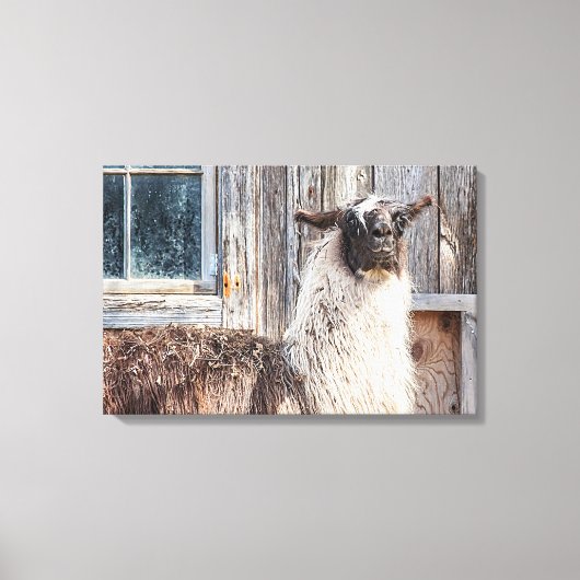 Lama vor einer Scheune Leinwanddruck (Vorderseite)