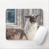 Lama vor einer Scheune Mousepad (Mit Mouse)