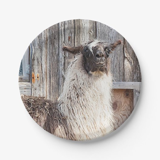 Lama vor einer Scheune Pappteller (Vorderseite)