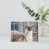 Lama vor einer Scheune Postkarte (Stehend Vorderseite)