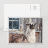 Lama vor einer Scheune Postkarte (Vorne/Hinten)