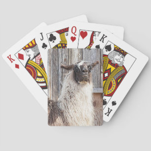 Lama vor einer Scheune Spielkarten