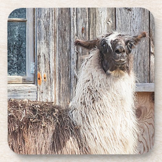 Lama vor einer Scheune Untersetzer (Vorderseite)