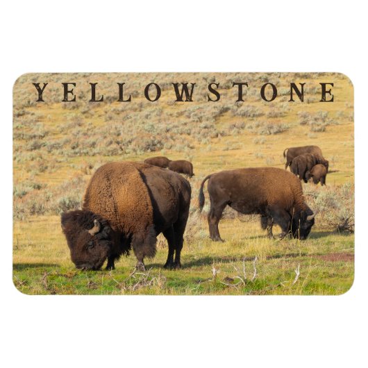 Lamar Valley Bison Yellowstone Nationalpark Magnet (Horizontal)