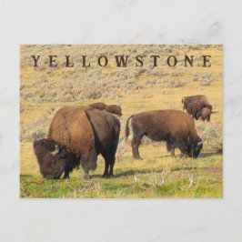 Lamar Valley Bison Yellowstone Nationalpark Postkarte