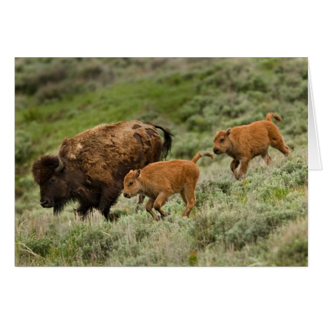 Lamar Valley Mini Stampede (Vorderseite (Horizontal))