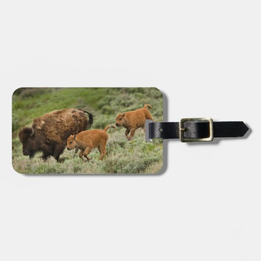 Lamar Valley Mini Stampede Gepäckanhänger (Vorderseite horizontal)