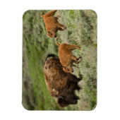 Lamar Valley Mini Stampede Magnet (Vertikal)