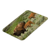Lamar Valley Mini Stampede Magnet (Linke Seite)