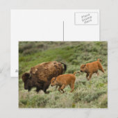 Lamar Valley Mini Stampede Postkarte (Vorne/Hinten)