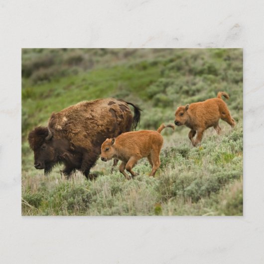 Lamar Valley Mini Stampede Postkarte (Vorderseite)