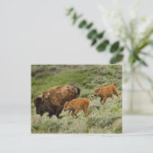 Lamar Valley Mini Stampede Postkarte (Stehend Vorderseite)