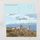 Lamas in Humahuaca Argentinien Postkarte (Vorne/Hinten)