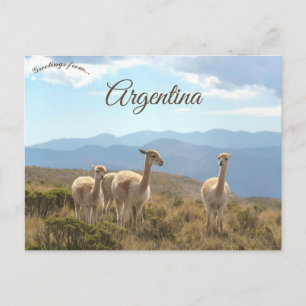 Lamas in Humahuaca Argentinien Postkarte