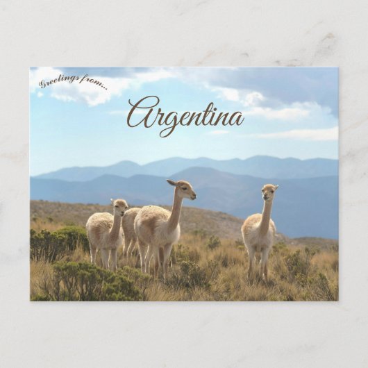 Lamas in Humahuaca Argentinien Postkarte (Vorderseite)