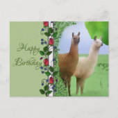 Lamas Postkarte (Vorderseite)