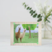 Lamas Postkarte (Stehend Vorderseite)