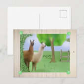 Lamas Postkarte (Vorne/Hinten)