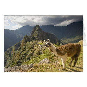 Lamas und ein Ausblick auf Machu Picchu,