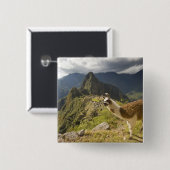Lamas und ein Blick über Machu Picchu, Button (Vorne & Hinten)