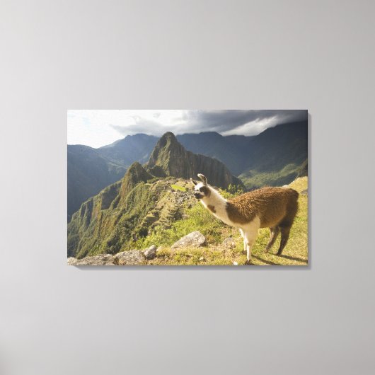 Lamas und ein Blick über Machu Picchu, Leinwanddruck (Vorderseite)