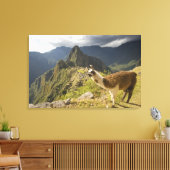 Lamas und ein Blick über Machu Picchu, Leinwanddruck (Insitu (Wohnzimmer))
