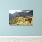 Lamas und ein Blick über Machu Picchu, Leinwanddruck (Insitu (Holzboden))
