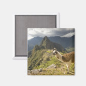 Lamas und ein Blick über Machu Picchu, Magnet (Vorderseite/Rückseite)