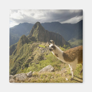 Lamas und ein Blick über Machu Picchu, Magnet