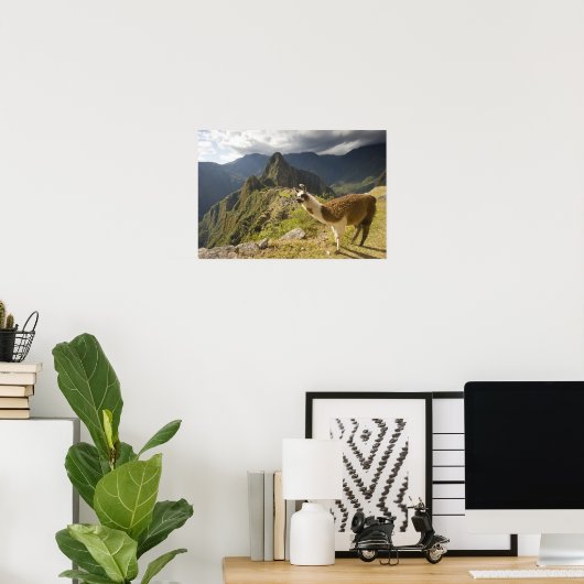 Lamas und ein Blick über Machu Picchu, Poster (Heimbüro)