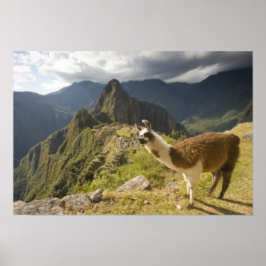 Lamas und ein Blick über Machu Picchu, Poster (Vorne)