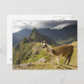 Lamas und ein Blick über Machu Picchu, Postkarte (Vorne/Hinten)