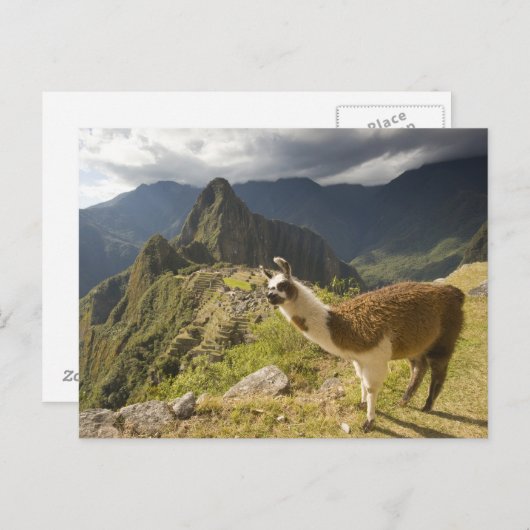 Lamas und ein Blick über Machu Picchu, Postkarte (Vorne/Hinten)
