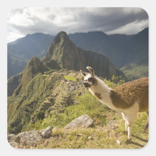 Lamas und ein Blick über Machu Picchu, Quadratischer Aufkleber (Vorderseite)
