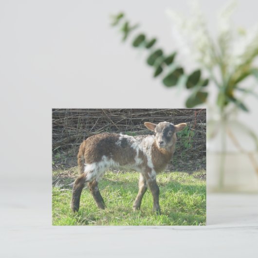 Lamb 2012: SusannaDuffy Postkarte (Stehend Vorderseite)