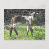 Lamb 2012: SusannaDuffy Postkarte (Vorderseite)