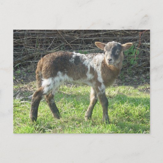 Lamb 2012: SusannaDuffy Postkarte (Vorderseite)