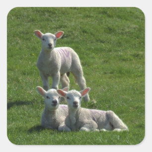 Lamb-Aufkleber Quadratischer Aufkleber