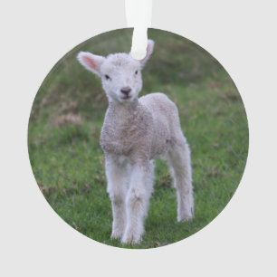 Lamb-Baby-Schafzucht Ornament