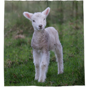 Lamb Baby Sheep Farm Animal Duschvorhang