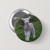Lamb Baby Sheep Farm Button (Vorne & Hinten)