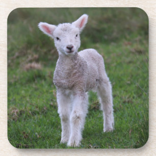 Lamb Baby Sheep Farm Getränkeuntersetzer