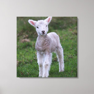Lamb Baby Sheep Farm Leinwanddruck