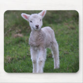 Lamb Baby Sheep Farm Mousepad (Vorne)